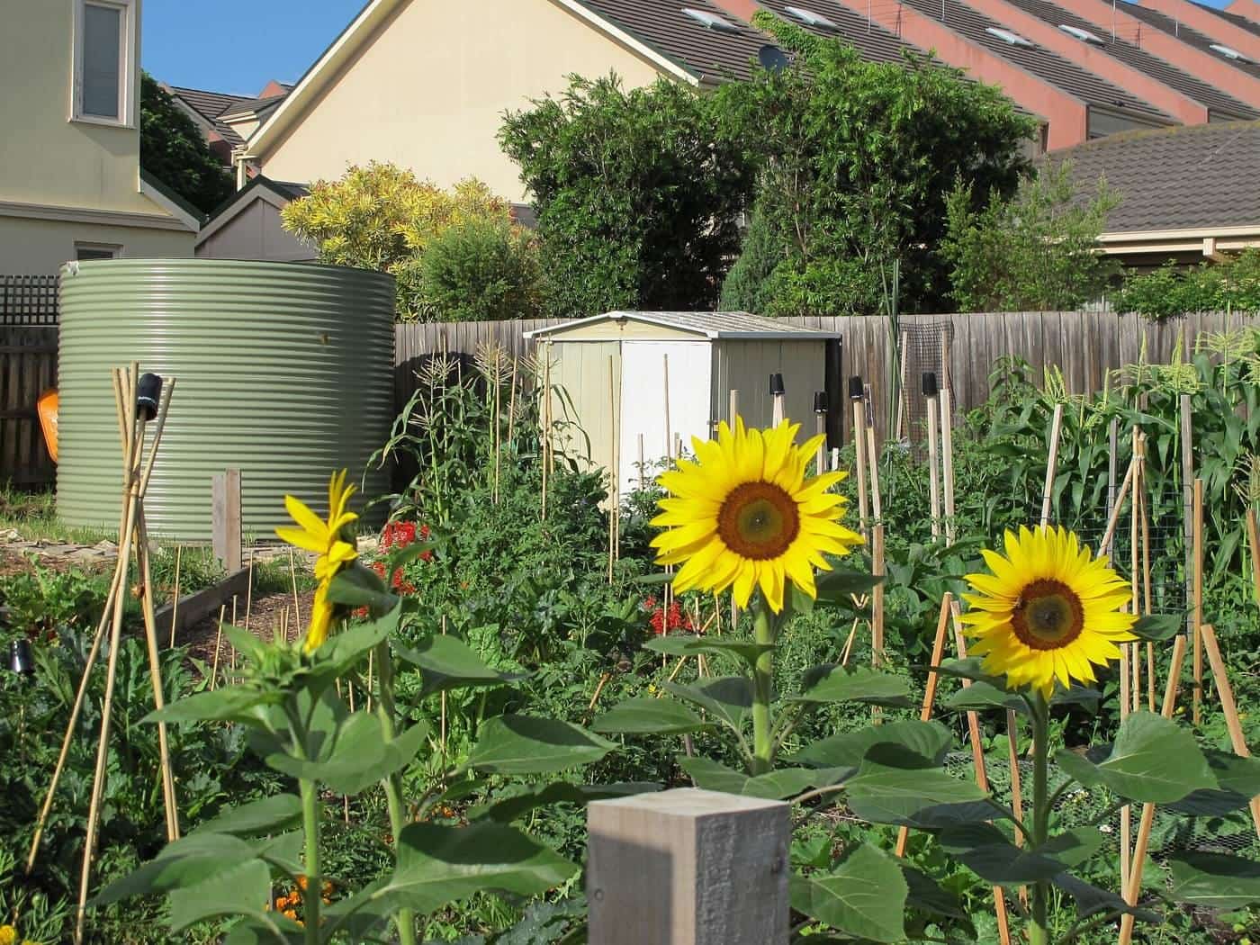 Vegetable beds in a community garden in Merri Creek, Melbourne