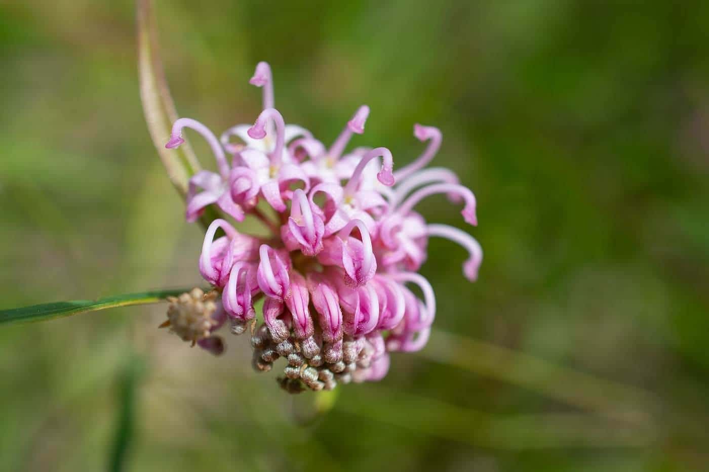 Pink flowers of Grevillea sericea at the Illawarra Grevillea Park