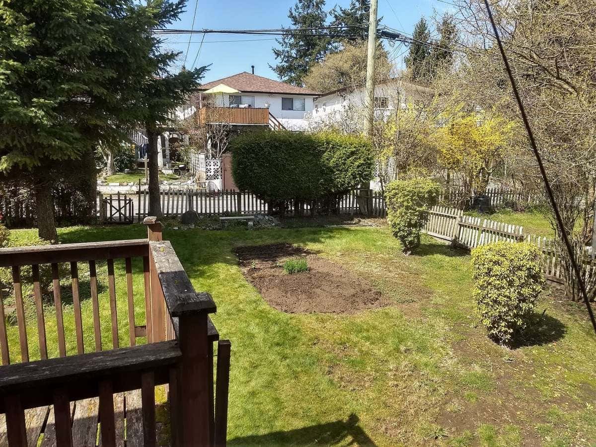 A small backyard vegetable patch with leafy greens