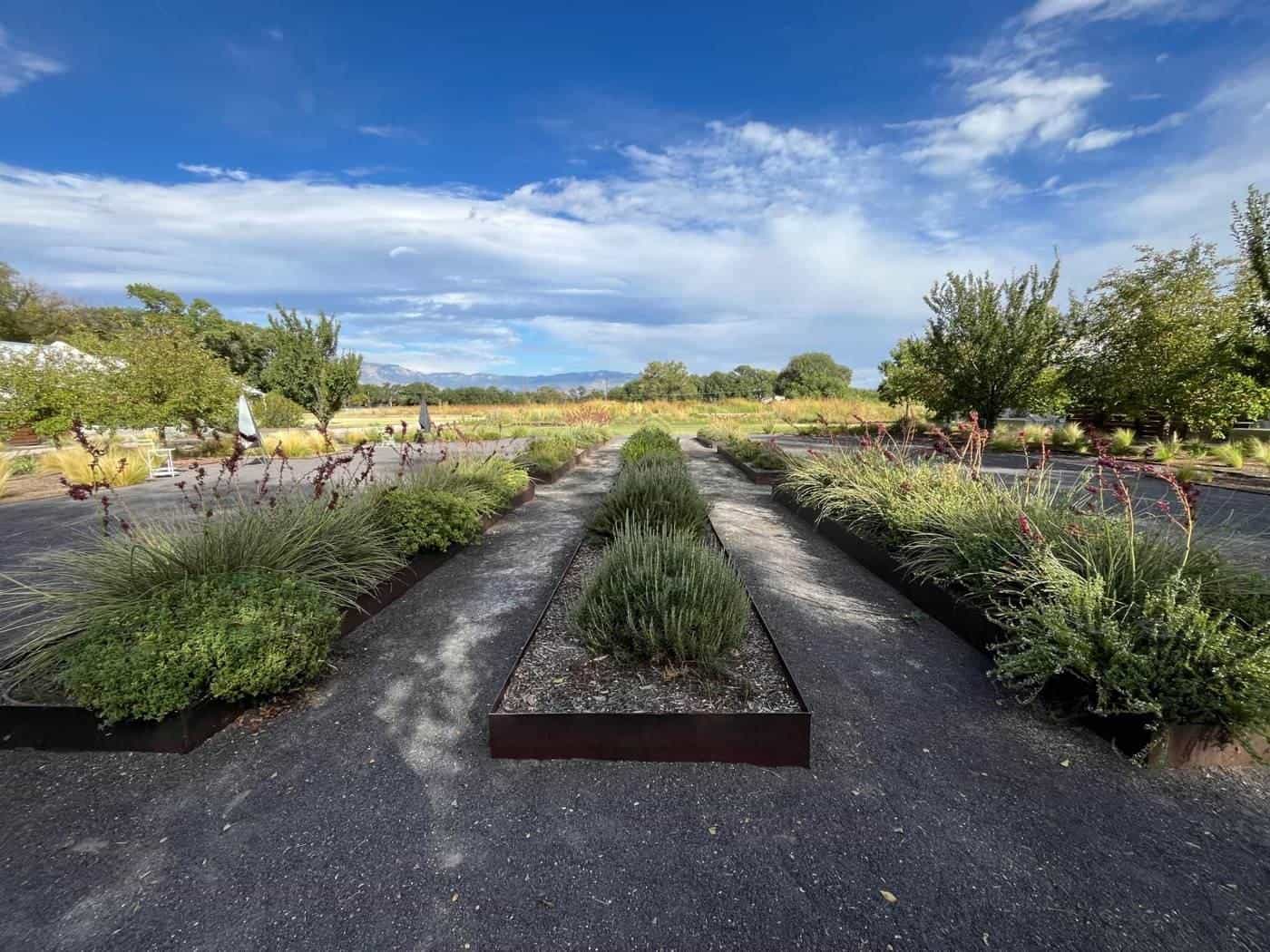 A kitchen garden with herbs and vegetables in neat beds