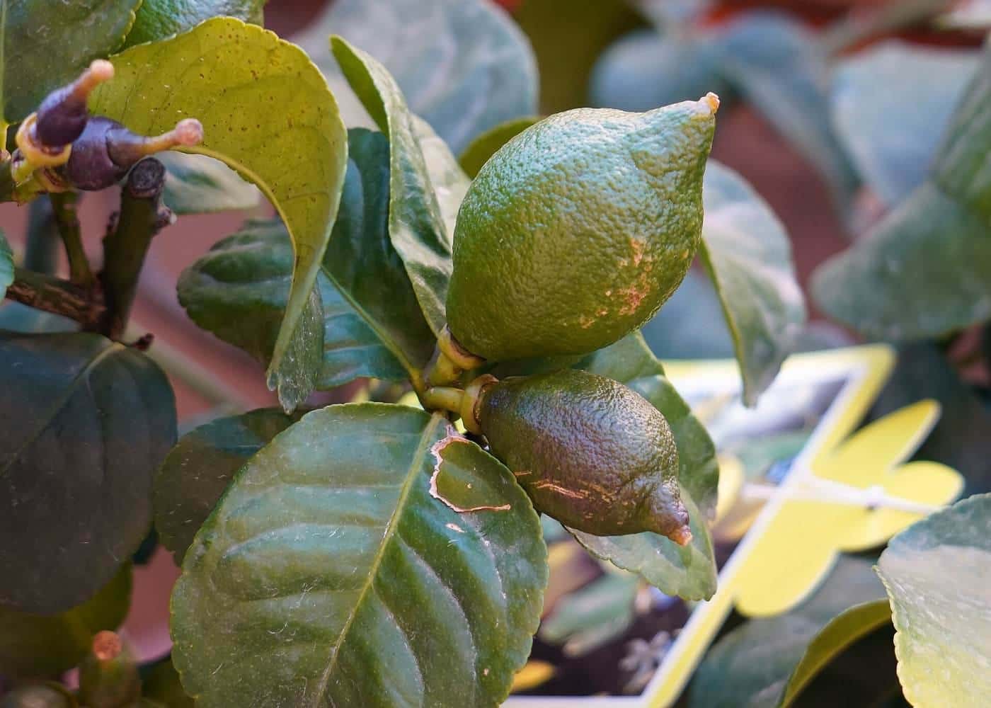 Green, unripe lemons on a lemon tree