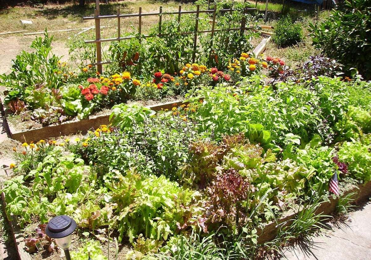 A timber raised garden bed planted with vegetables