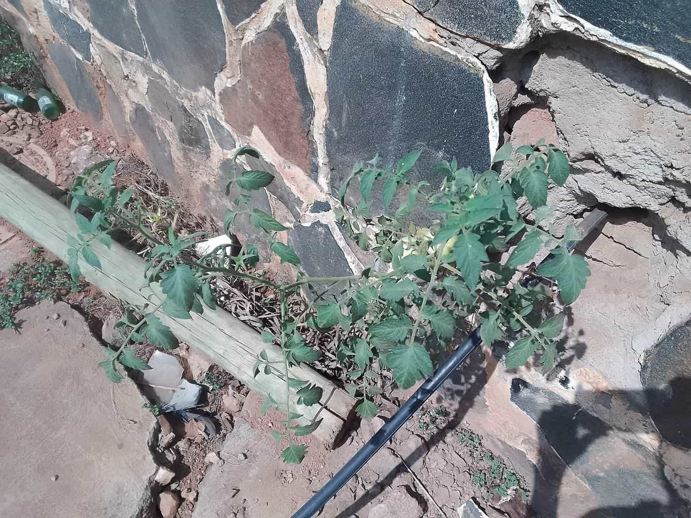 A tomato plant with green and ripening fruit growing against a fence